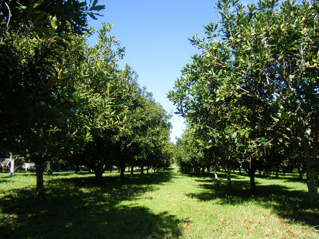 Macadamia Nut Orchard | JC Nuts | Kerikeri Northland New Zealand